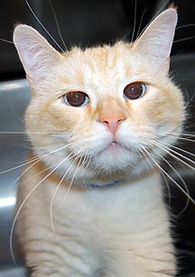  Animals - Dogs, Cats - 